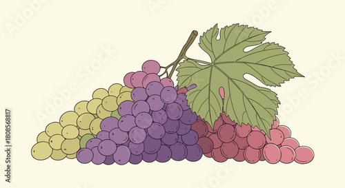 Vintage-style hand-drawn illustration of three bunches of colorful grapes with a large green leaf on a light background.