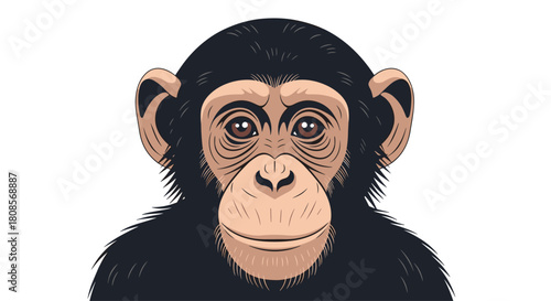 Realistic and highly detailed portrait illustration of a chimpanzee's thoughtful face looking forward on a white background.