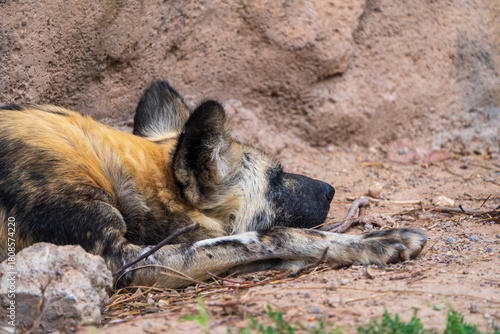 wild dog