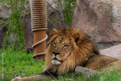lion
