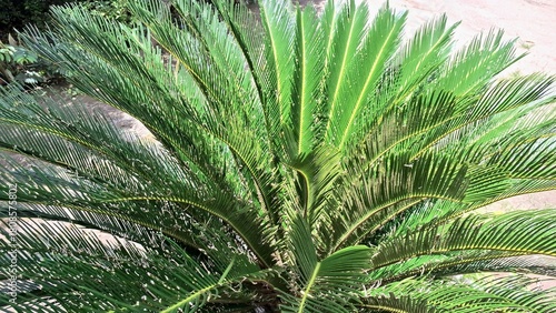 Palm Leaf Pattern from Cycas Revoluta Plant, Vivid Natural Lines and Tropical Foliage Background for Print and Web Use