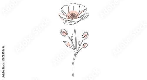 Delicate line drawing of a single flower with buds and subtle pink accents.