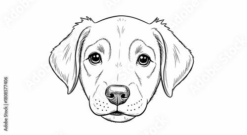 Detailed line art portrait of a charming labrador puppy face with expressive eyes