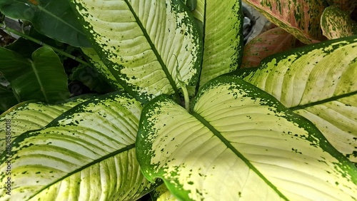 Dieffenbachia Seguine Plant Leaf Close-up for Nature Background, Eco Poster, or Art