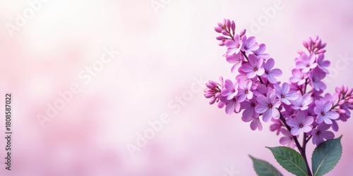 Delicate Pink Blossoms on a Soft Pastel Background, a Floral Springtime Image Perfect for Greeting Cards or Gentle Announcements