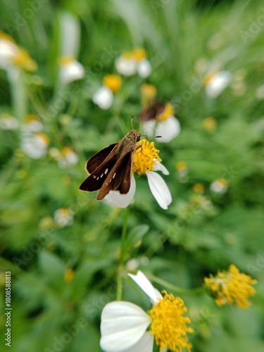 butterfly on flower