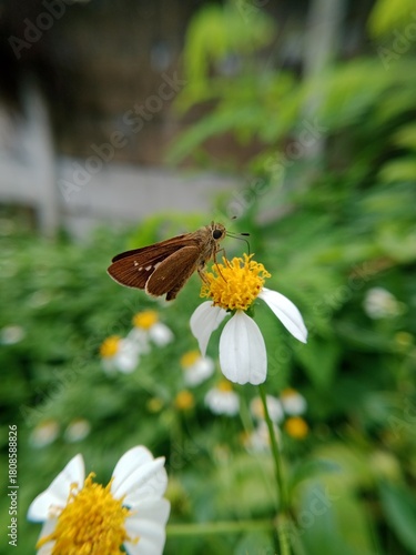 Skipper Butterfly on Wildflower