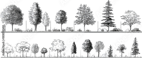 Black and white line drawing of various trees and shrubs in a row with a person for scale plant