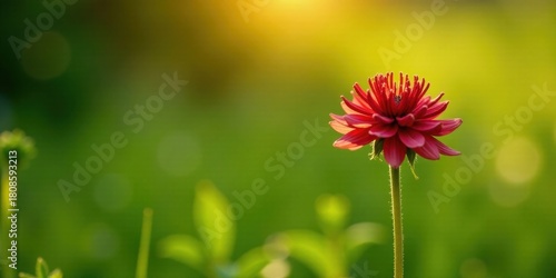 A Single Crimson Bloom Basking in Golden Sunlight Amidst a Verdant Meadow