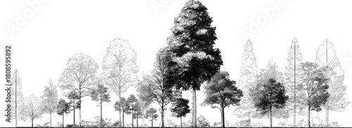 Black and white line drawing of diverse trees in a forest landscape nature