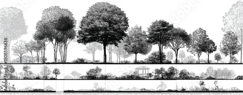 Black and white illustration of a forest landscape with varied trees and foliage nature