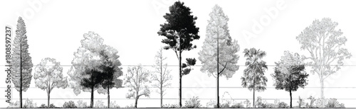 Black and white illustration of diverse trees in a row with horizontal lines forest nature