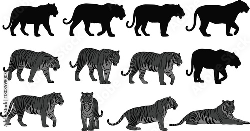Tiger silhouette vector, wild animal clipart, big cat poses, jungle predator illustration, realistic tiger artwork, editable wildlife design elements