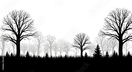 Monochrome forest landscape with contrasting tree silhouettes and serene winter atmosphere