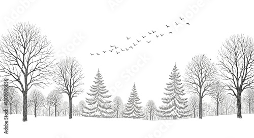Bare Trees and evergreens Stand Tall as Birds Take Flight in a Winter Scene