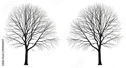 Monochrome illustration showcasing symmetrical deciduous trees in stark winter dormancy against a