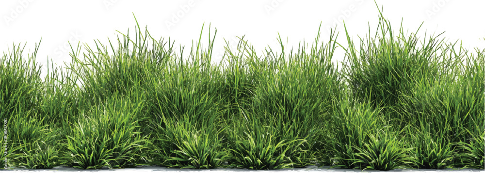 Fototapeta premium Contour of tall coniferous trees, set of beautiful Bushes and Shrubs Vector Set – Realistic Green Plants and Grass Isolated for Landscape Design Illustration on transparent background