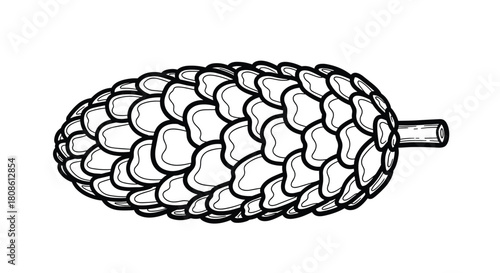 Elegant pinecone illustration for winter design projects, add a rustic touch to holiday cards and festive graphics with this lovely botanical element