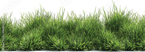 Contour of tall coniferous trees, set of beautiful Bushes and Shrubs Vector Set – Realistic Green Plants and Grass Isolated for Landscape Design Illustration on transparent background