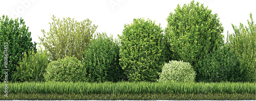 Lush green foliage and grass border with white background leaves trees