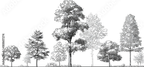 Dense forest canopy with varied tree heights and textures in grayscale trees nature
