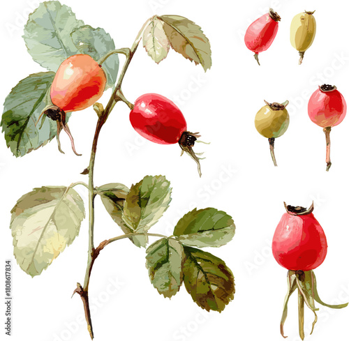 Set of watercolor rose hips and leaves, vector illustrations