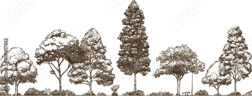 Row of diverse trees with detailed foliage and trunks in a sketch style forest nature