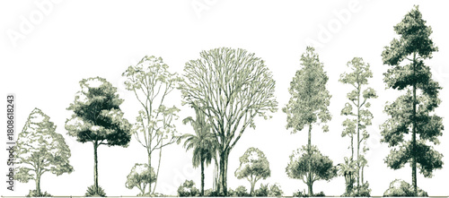 Collection of diverse trees with varied foliage and heights rendered in a detailed line art style forest