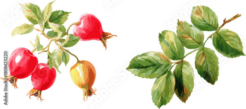 Set of rose ships and rose hip leaves isolated on a white background, watercolor style vector illustration