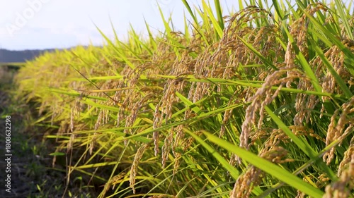 風に揺れる収穫期の稲穂 品種:つや姫