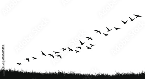 Silhouette of a flock of birds flying in a V-formation over a grassy field against a clear white sky.