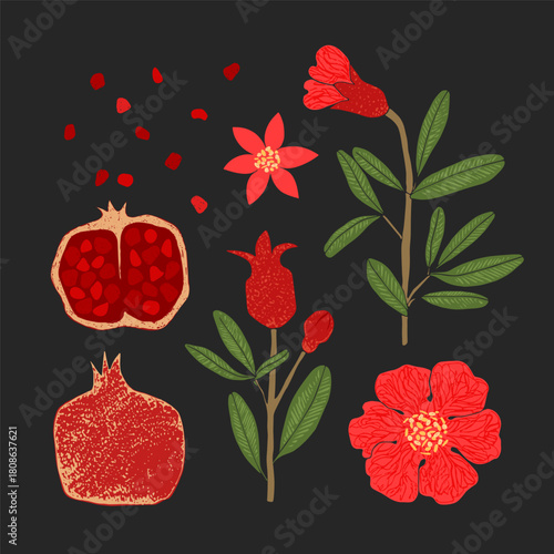 Pomegranate set. Branch of blooming pomegranate,  flower, and pomegranate fruit.