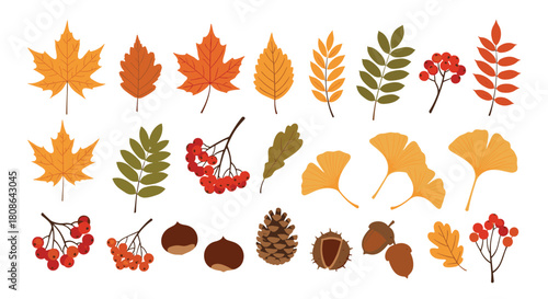 Colorful autumn elements including maple, oak, and ginkgo leaves, rowan berries, pine cones, chestnuts, and acorns, celebrating the fall season.