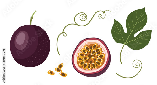 Detailed botanical illustration of passion fruit, showcasing a ripe whole fruit, a juicy half with pulp, individual seeds, lush leaves, and curling tendrils.