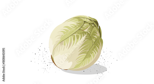 A crisp, pale green Belgian endive, also known as witloof chicory, with a light shadow and subtle speckles on a white background.