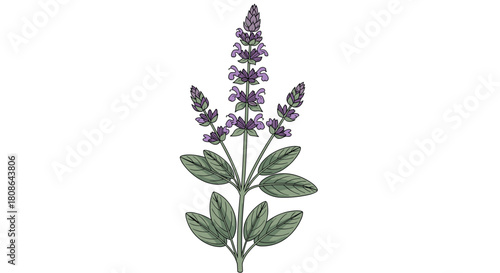 Botanical illustration of a sage plant, showcasing its green leaves and beautiful purple flowers in an upright growth habit.