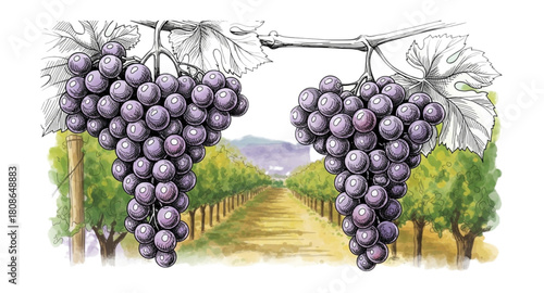 bunch of grapes isolated on white