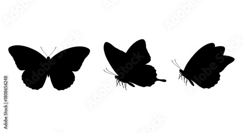 Butterfly Silhouette Vector Illustration Showing Multiple Wing Positions in Minimal Nature Design

