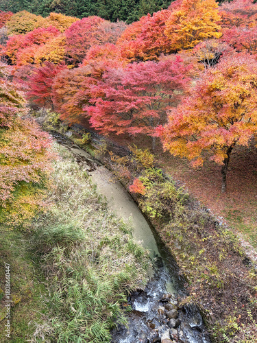 日本：もみじ湖　紅葉祭り／沢とモミジ【箕輪ダム】長野県箕輪町　11月

