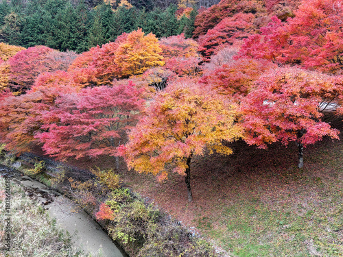 日本：もみじ湖　紅葉祭り／沢とモミジ【箕輪ダム】長野県箕輪町　11月

