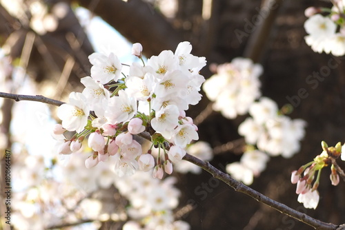 植物　夕方　花　風景