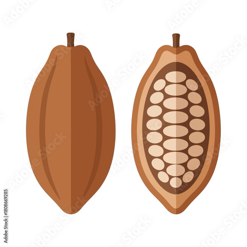 Illustration showing a whole cocoa pod and a cross-section revealing the beans inside.