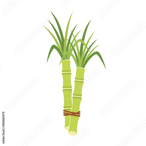 Two green sugarcane stalks with vibrant leaves, tied together with a brown string, on a clean white background.