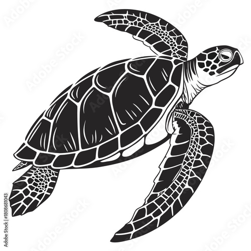 sea turtle vector illustration