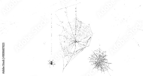 Black spider on intricate white spiderweb with smaller web insect arachnid