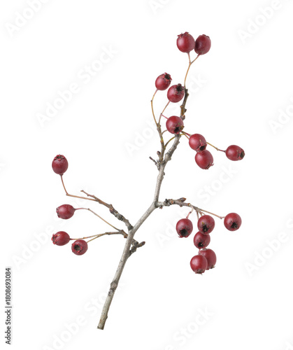 Autumn twig with red berrie...