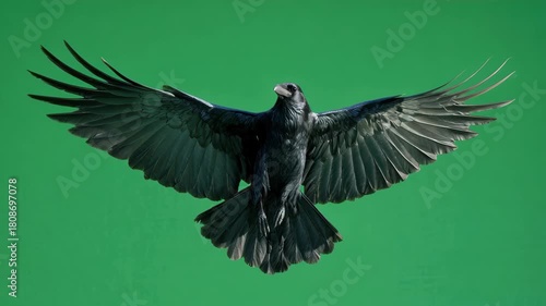Majestic black raven soaring elegantly in mid flight against a vivid green background during daylight