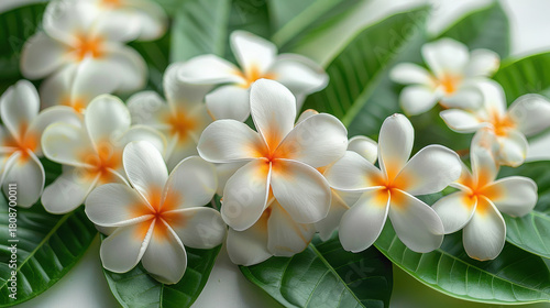 Beautiful white and yellow tropical frangipani flowers in summer bloom
