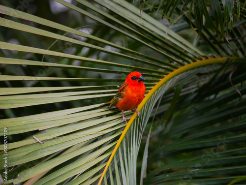 Vibrant red bird perching on palm tree leaf