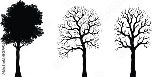 Set of three black tree silhouettes showing summer foliage and winter leafless branches isolated on white background for nature design.